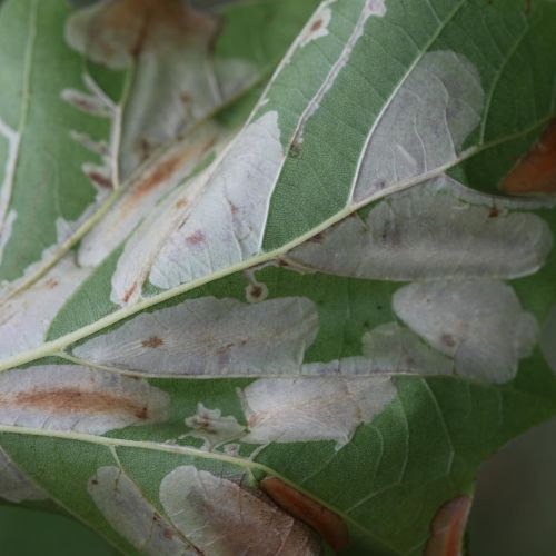 Phyllonorycter platani