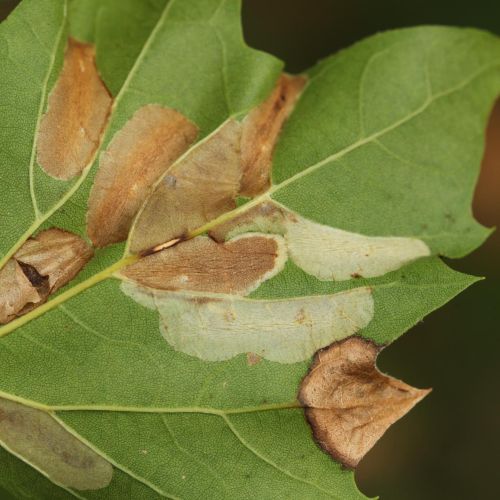 Phyllonorycter platani