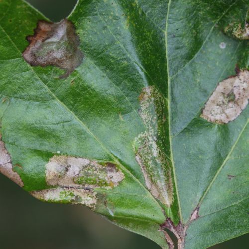 Phyllonorycter platani