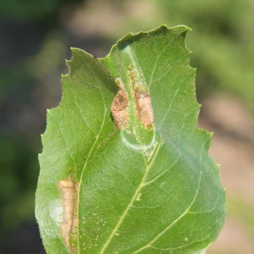 Phyllonorycter platani