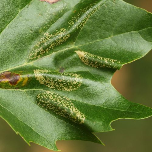 Phyllonorycter platani