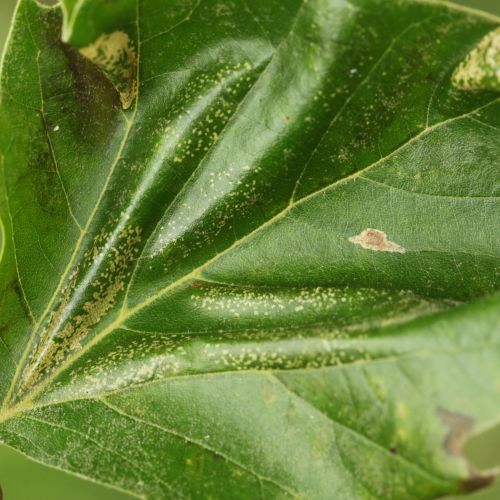 Phyllonorycter platani