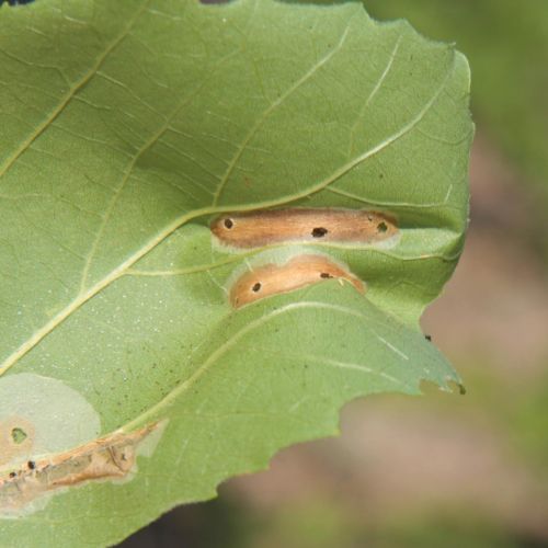 Phyllonorycter platani