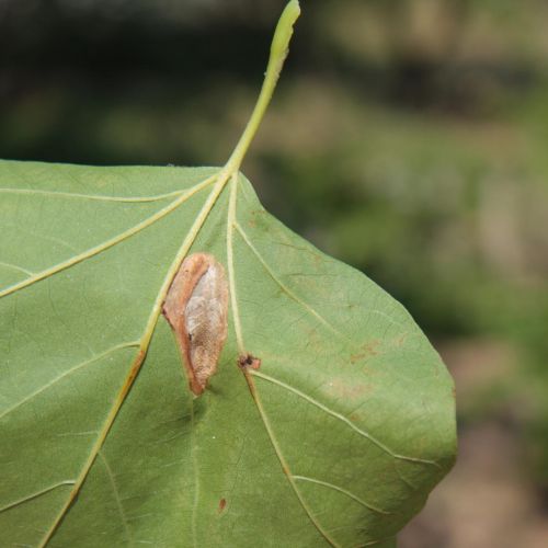 Phyllonorycter platani