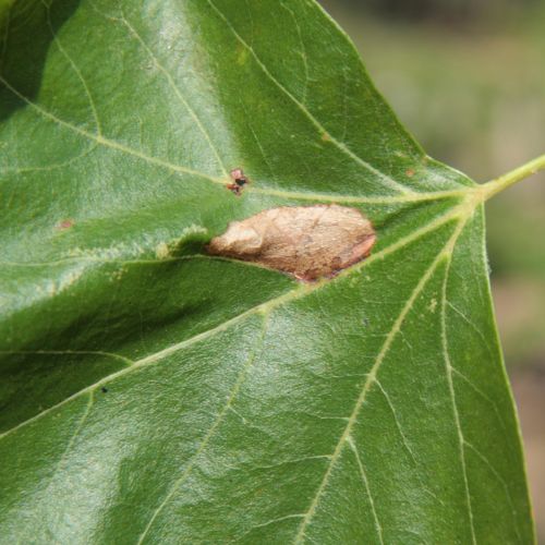 Phyllonorycter platani