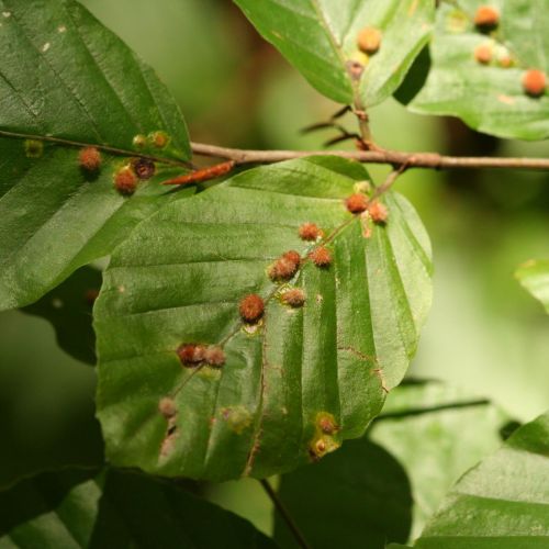 Hartigiola annulipes