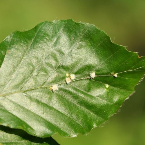 Hartigiola annulipes