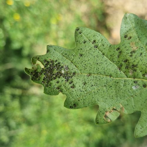 Corythucha arcuata