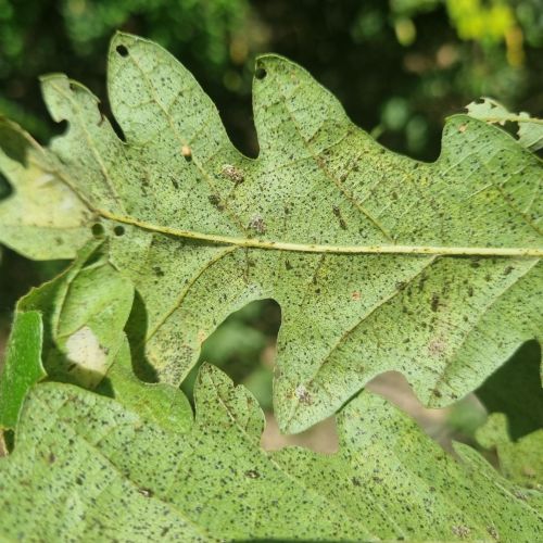 Corythucha arcuata