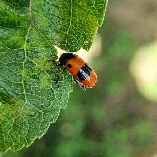 Clytra laeviuscula