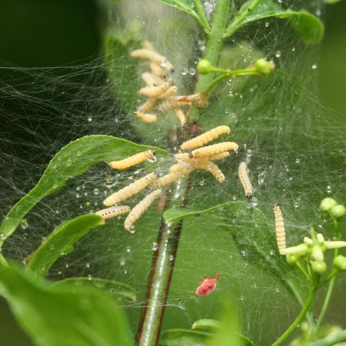 Yponomeuta cagnagella 