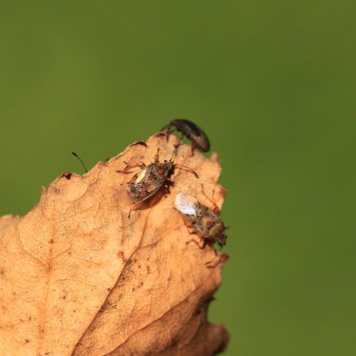 Kleidocerys resedae