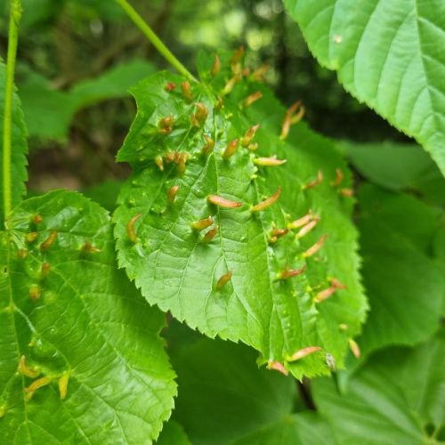 Eriophyes tiliae