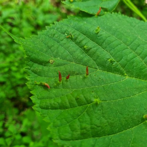 Eriophyes tiliae