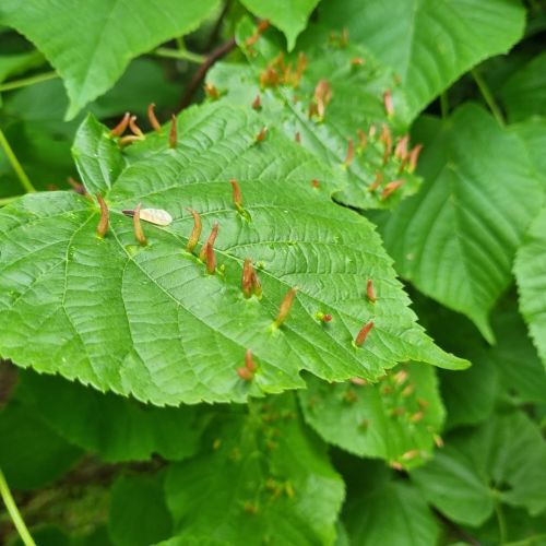 Eriophyes tiliae