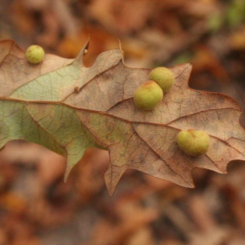 Chilaspis nitida