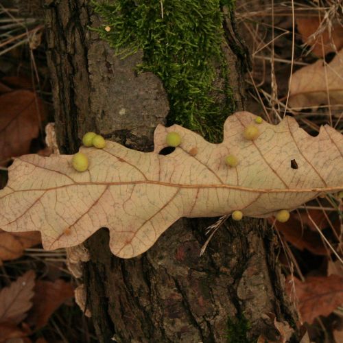 Chilaspis nitida