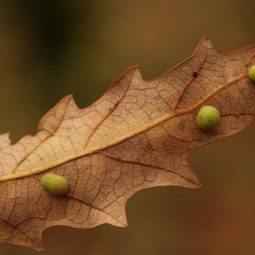 Chilaspis nitida