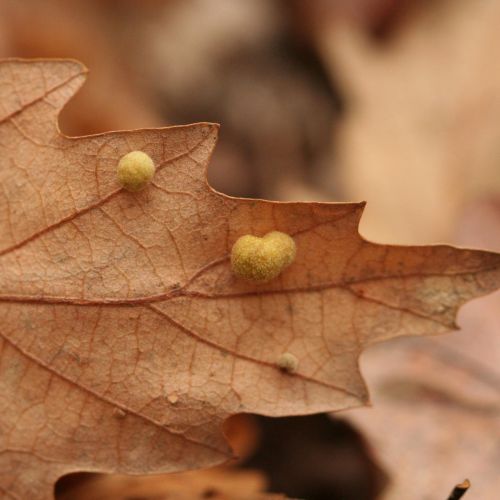 Chilaspis nitida