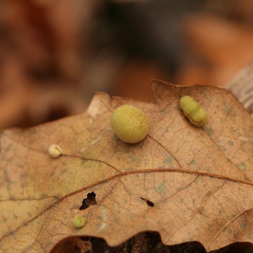 Chilaspis nitida