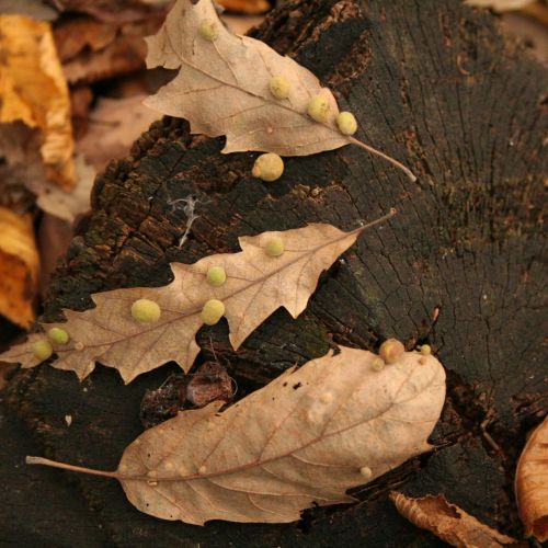 Chilaspis nitida