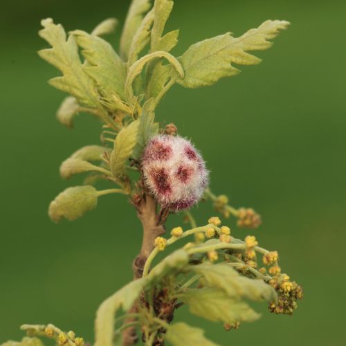 Chilaspis nitida