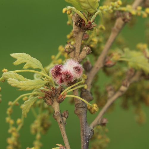 Chilaspis nitida