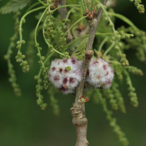 Chilaspis nitida