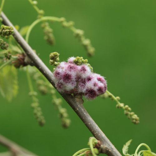 Chilaspis nitida