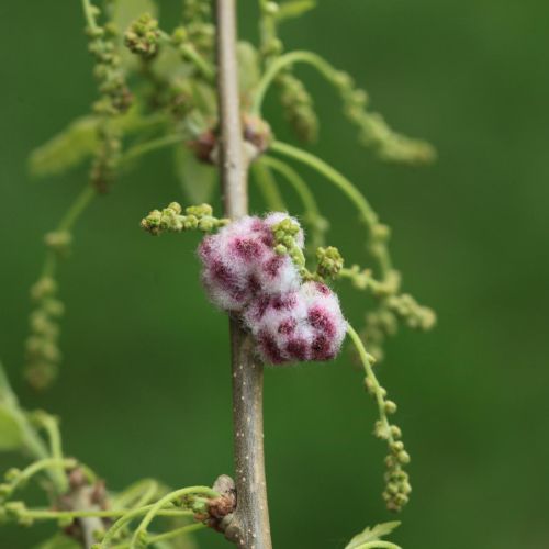 Chilaspis nitida