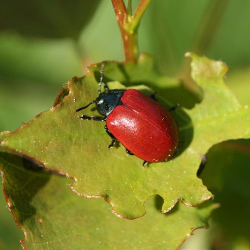 Melasoma populi 