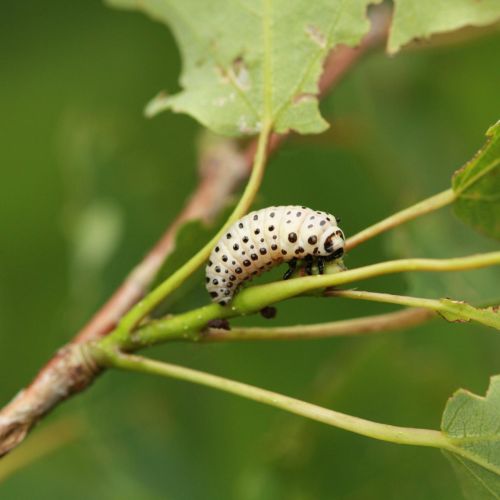 Melasoma populi 