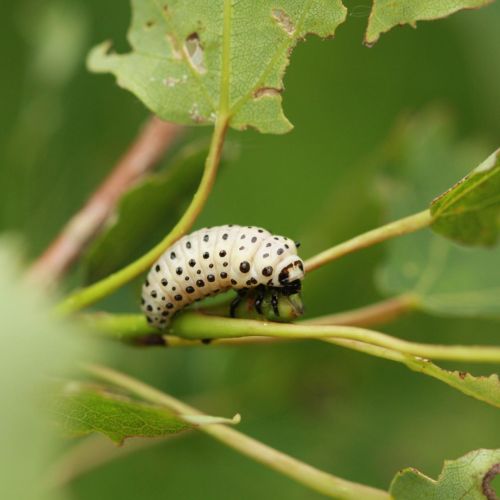 Melasoma populi 