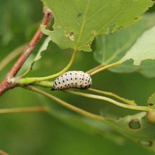 Melasoma populi 