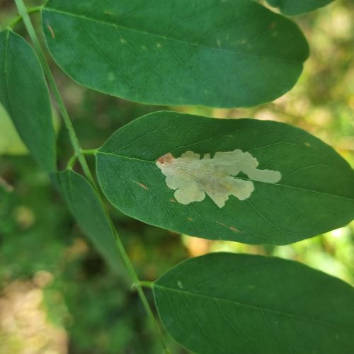 Parectopa robiniella 