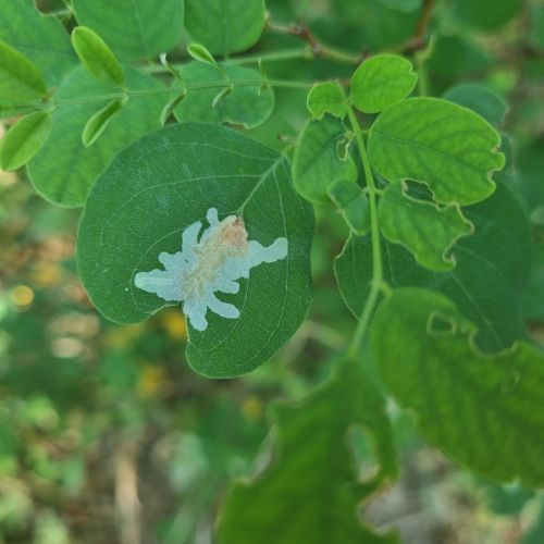 Parectopa robiniella 