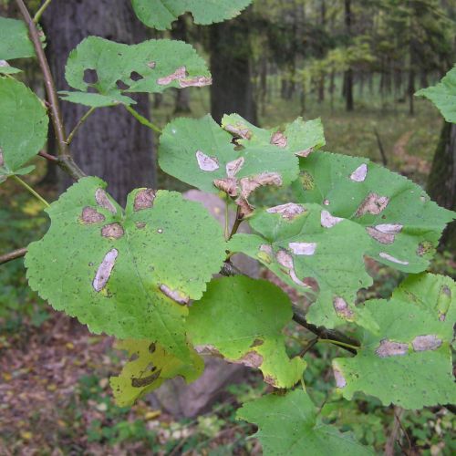 Phyllonorycter issikii