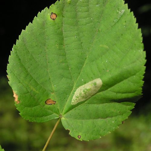 Phyllonorycter issikii