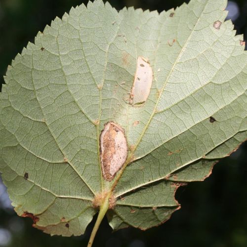 Phyllonorycter issikii