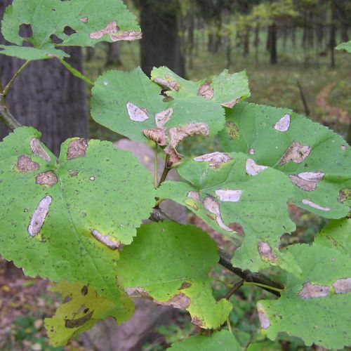 Phyllonorycter issikii