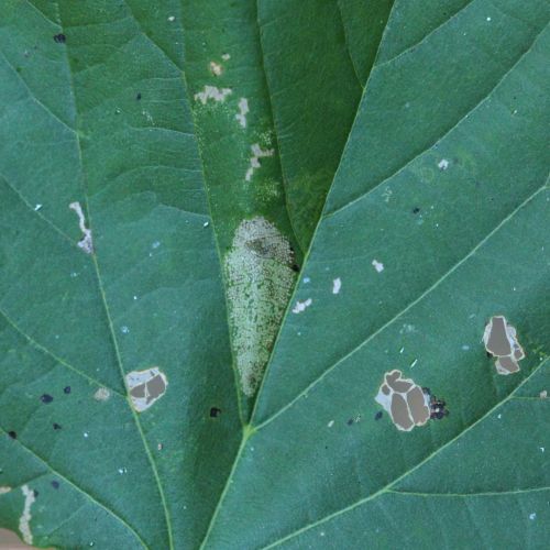 Phyllonorycter issikii