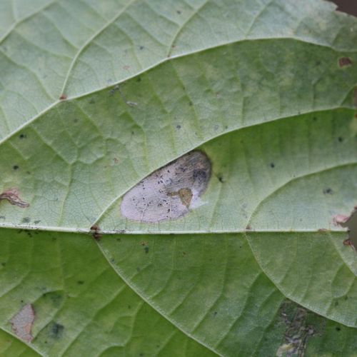 Phyllonorycter issikii