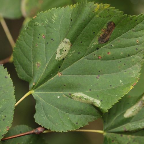 Phyllonorycter issikii