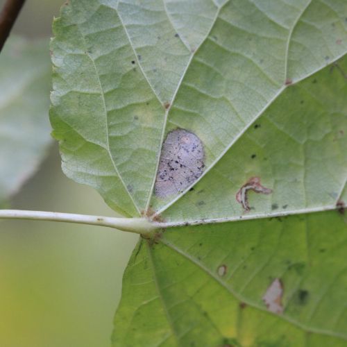 Phyllonorycter issikii