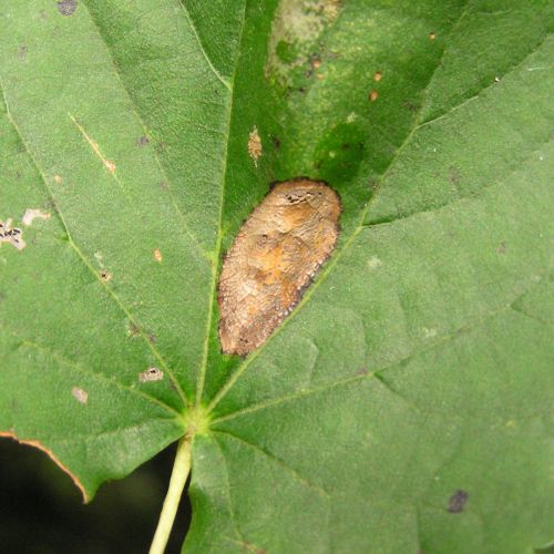 Phyllonorycter issikii