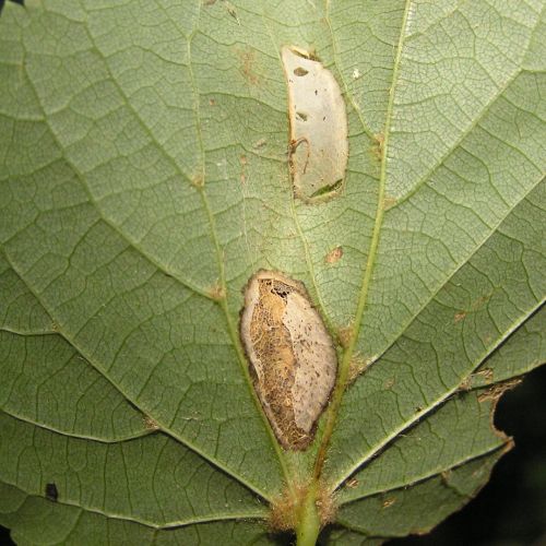 Phyllonorycter issikii