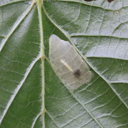 Phyllonorycter issikii