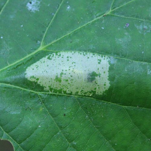 Phyllonorycter issikii