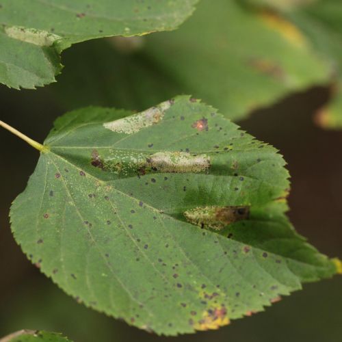 Phyllonorycter issikii