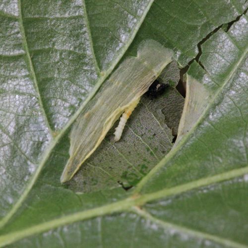 Phyllonorycter issikii